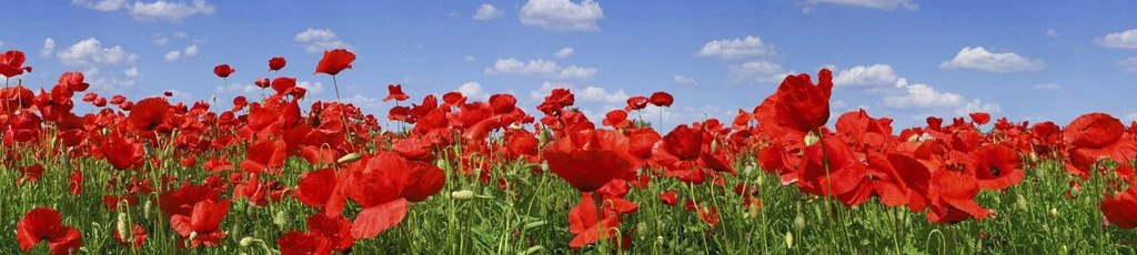 poppy-flowers-field